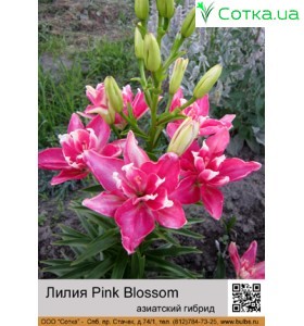 Азиатский махровый гибрид Pink Blossom