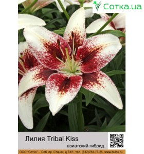 Азиатский гибрид  Tribal Kiss
