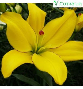 азиатский гибрид Yellow Cocotte