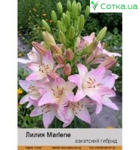 Азиатский гибрид Marlene 14/16