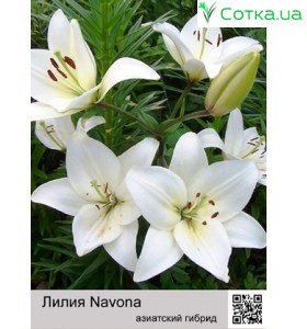 азиатский гибрид Navona