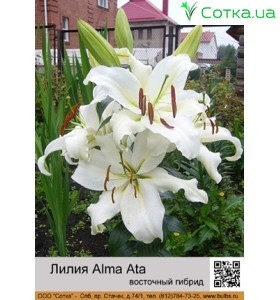 Восточный гибрид Alma Ata
