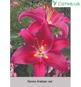 Восточный гибрид Arabian Red