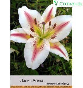 Восточный гибрид Arena