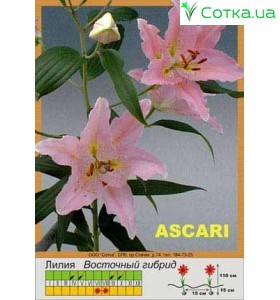 Восточный гибрид Ascari