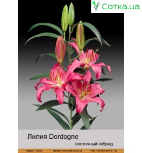 Восточный гибрид Dordogne