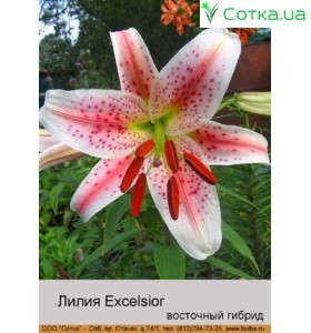 Східний гібрид Excelsior