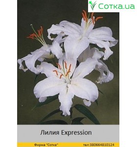 Восточний гібрид Expression
