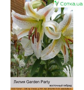 Східний гібрид горшечний Garden Party