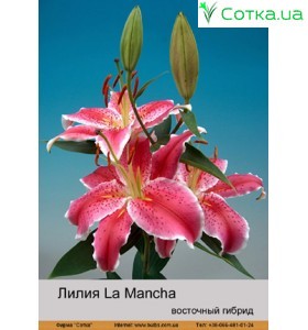 Восточный гибрид La Mancha