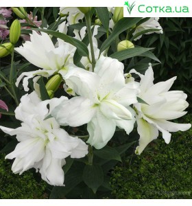 восточный гибрид махровый Lotus Beauty