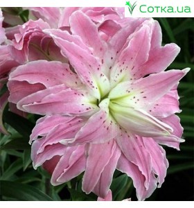  східний гІбрид махровий Lotus Elegance