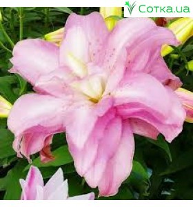  східний гІбрид махровий Lotus Spring