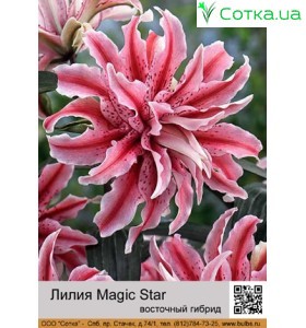 східний гібрид махровий Magic Star