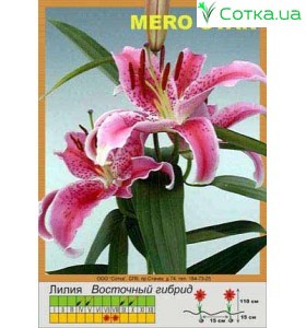 Восточный гибрид Mero Star