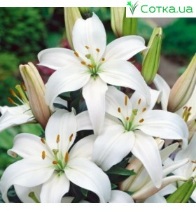 східний гібрид Mount Aspring