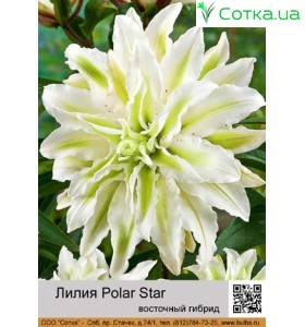 східний гібрид махровий Polar Star