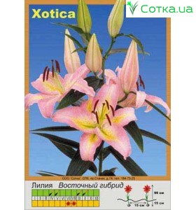 Восточный гибрид Xotica