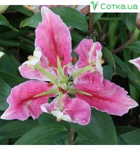 східний гібрид Parrot Pink Cariba