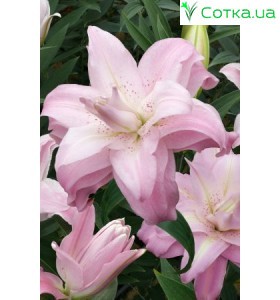  східний гІбрид махровий Lotus Queen