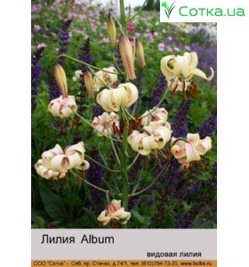 Видовая лилия Album