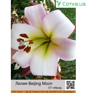 ОТ гибрид Beijing Moon