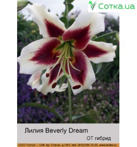 ОТ гибрид Beverly Dream