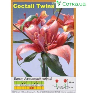 Азиатский гибрид махровый Cocktail Twins