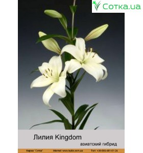 Азиатский гибрид Kingdom