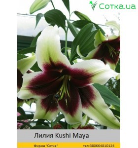 ОТ гибрид Kushi Maya