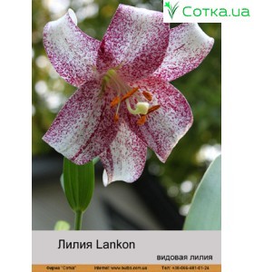Видовая лилия Lankon