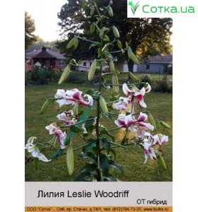 ОТ гибрид Leslie Woodriff