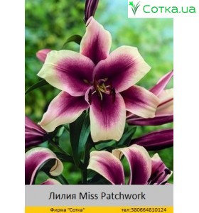 ОТ гибрид Miss Patchwork