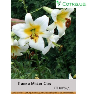 ОТ гибрид Mister Cas