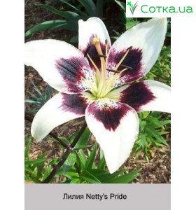 Азиатский гибрид  двухцветный Netty"s Pride