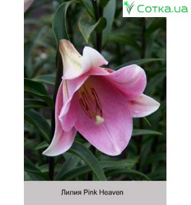 Лонгифлорум Pink Heaven