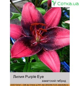 Азіатський гібрид  двоколірний Purple Eye