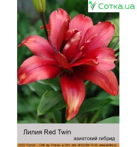Азиатский гибрид махровый Red Twin