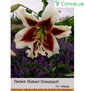 ОТ гибрид Robert Griesbach