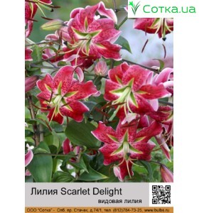 Видовая лилия Scarlet Delight