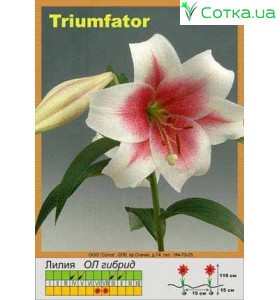 ЛО гибрид Triumphator