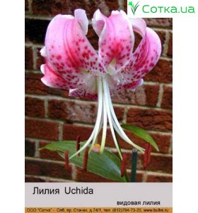 Видовая лилия Uchida