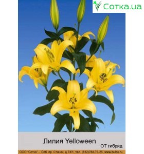 ОТ гибрид Yelloween