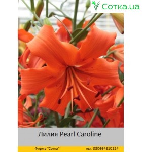 Тигровый гибрид Pearl Caroline