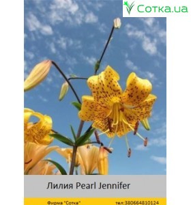 Тигровый гибрид Pearl Jennifer