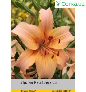 Тигровый гибрид Pearl Jessica