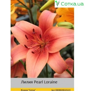 Тигровый гибрид Pearl Loraine
