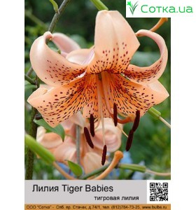 Тигровый гибрид Tiger Babies