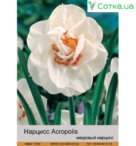 Нарцис махровый Acropolis