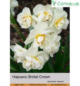 Нарцис Bridal Crown
